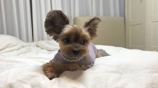 보호자를 사랑스러운 눈빛으로 똑바로 응시하는 요키 강아지 콩알이 모습