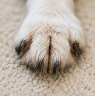 강아지 발바닥과 발가락 사이를 가까이 촬영한 모습