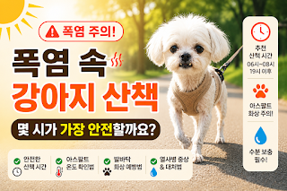 ☀️ 폭염 속 강아지 산책, 몇 시가 가장 안전할까요?