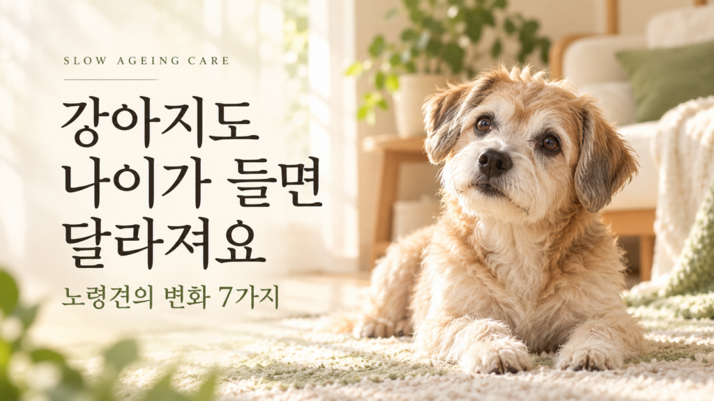 햇살이 드는 집에서 쉬고 있는 노령견과 ‘강아지도 나이가 들면 달라져요, 노령견의 변화 7가지’라는 글이 담긴 썸네일