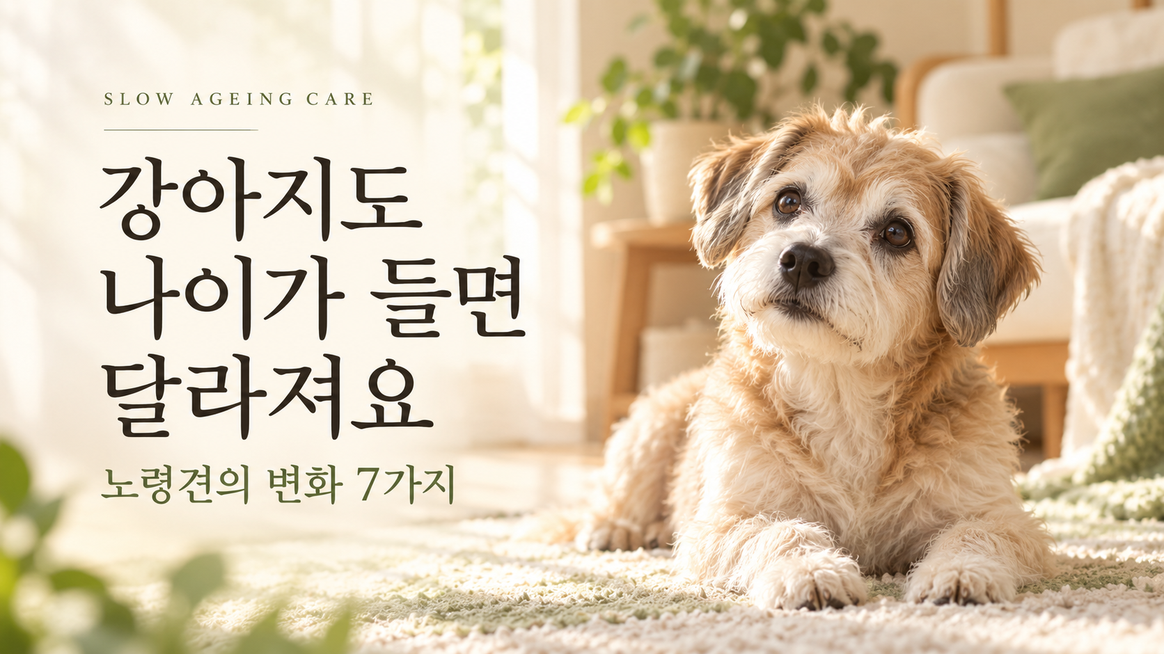 노령견 증상 7가지｜강아지가 나이 들면 달라지는 모습